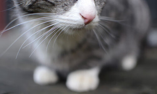 尼罗河神鹰与伊比利亚雄狮，一场跨越时空的绿茵神话