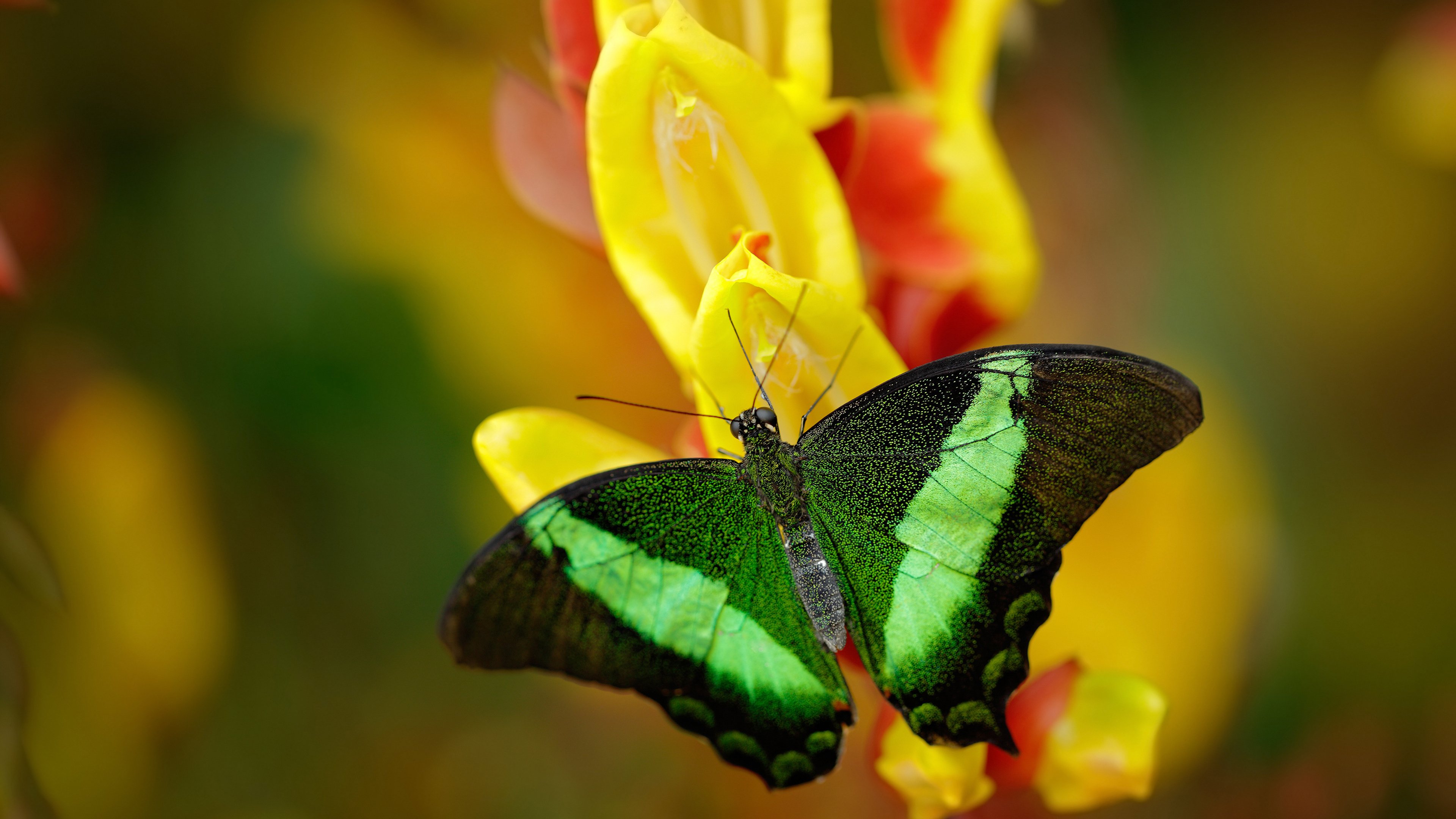 开云体育官网-星辰对决，塔图姆乾坤一掷，太阳与广东的跨界终极对话