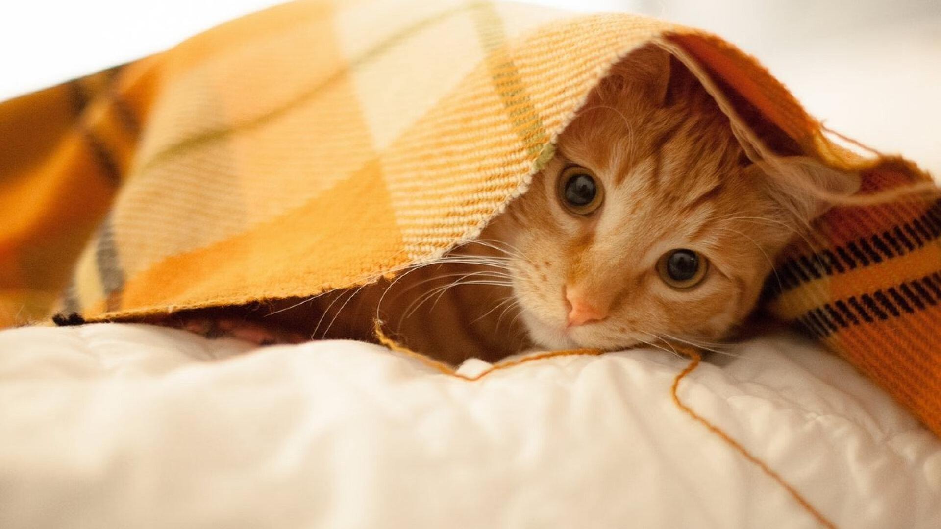 冰雪与热土的碰撞，厄德高关键连线，加拿大全明星险胜皇马传奇