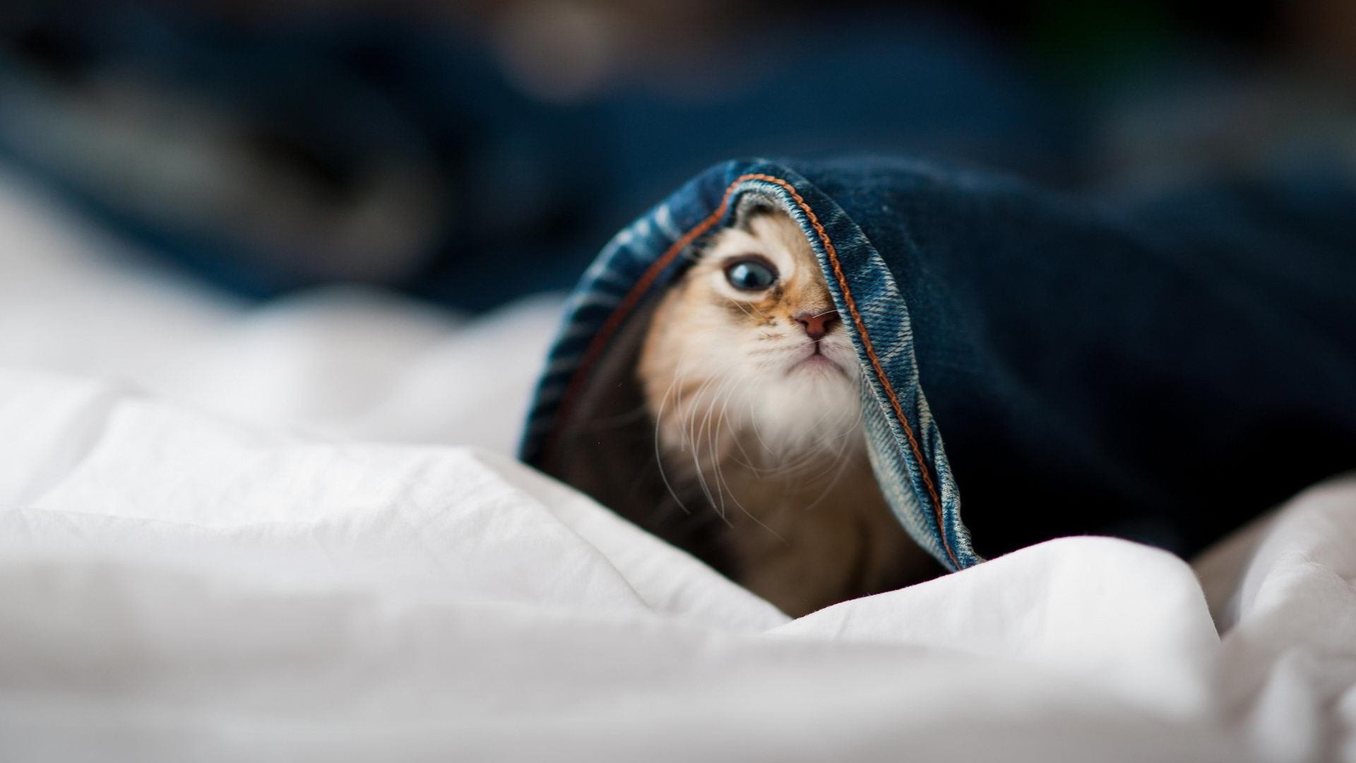 开云体育平台APP-鹰隼撕裂天空，霍勒迪的一击，如何成为马刺王朝的休止符