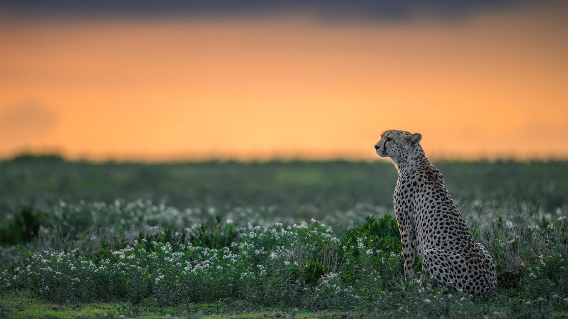 鹰隼撕裂天空，霍勒迪的一击，如何成为马刺王朝的休止符