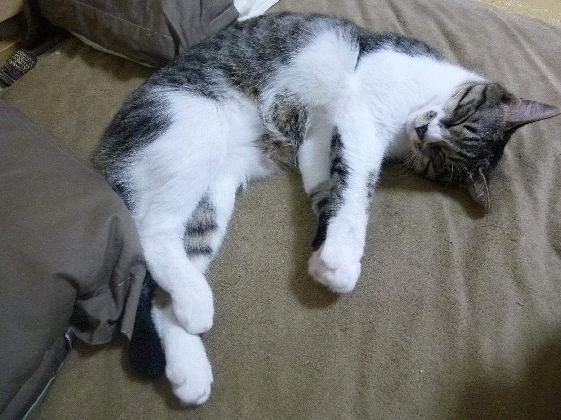 双城记，快船团队铁壁与班凯罗利剑，解码现代篮球的胜利方程式