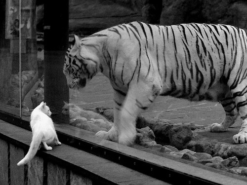 唯一解,当奥亚尔萨瓦尔的左脚起舞,德国严谨与希腊灵巧同时失效