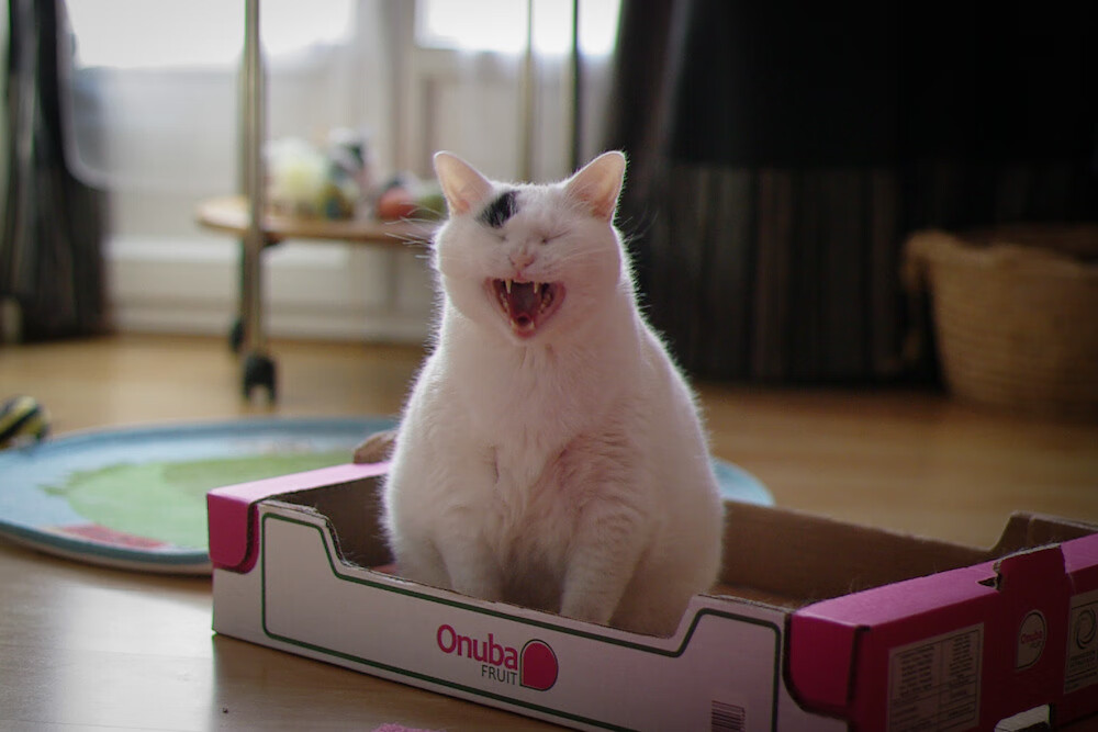 北欧童话的南非荆棘，奥利维耶绝境中的关键一击