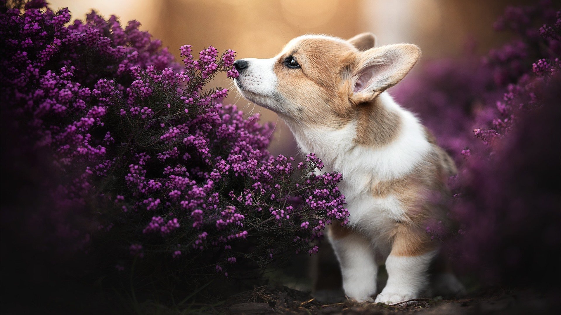 封神之夜，班凯罗生涯新高，篮网惊天逆转鹈鹕