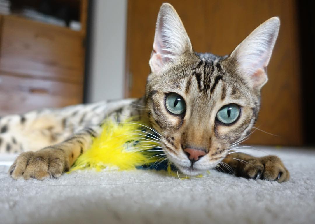 足球的防守密码，富安健洋之矛与那不勒斯之盾