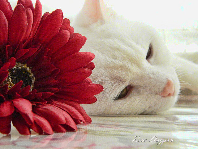 开云体育中国-赛道与绿茵的交响，F1街道赛焦点战与巴萨强势晋级里昂的双重狂飙