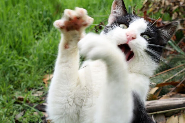 关键先生卡塞米罗一锤定音，曼城惊险击败喀麦隆劲旅