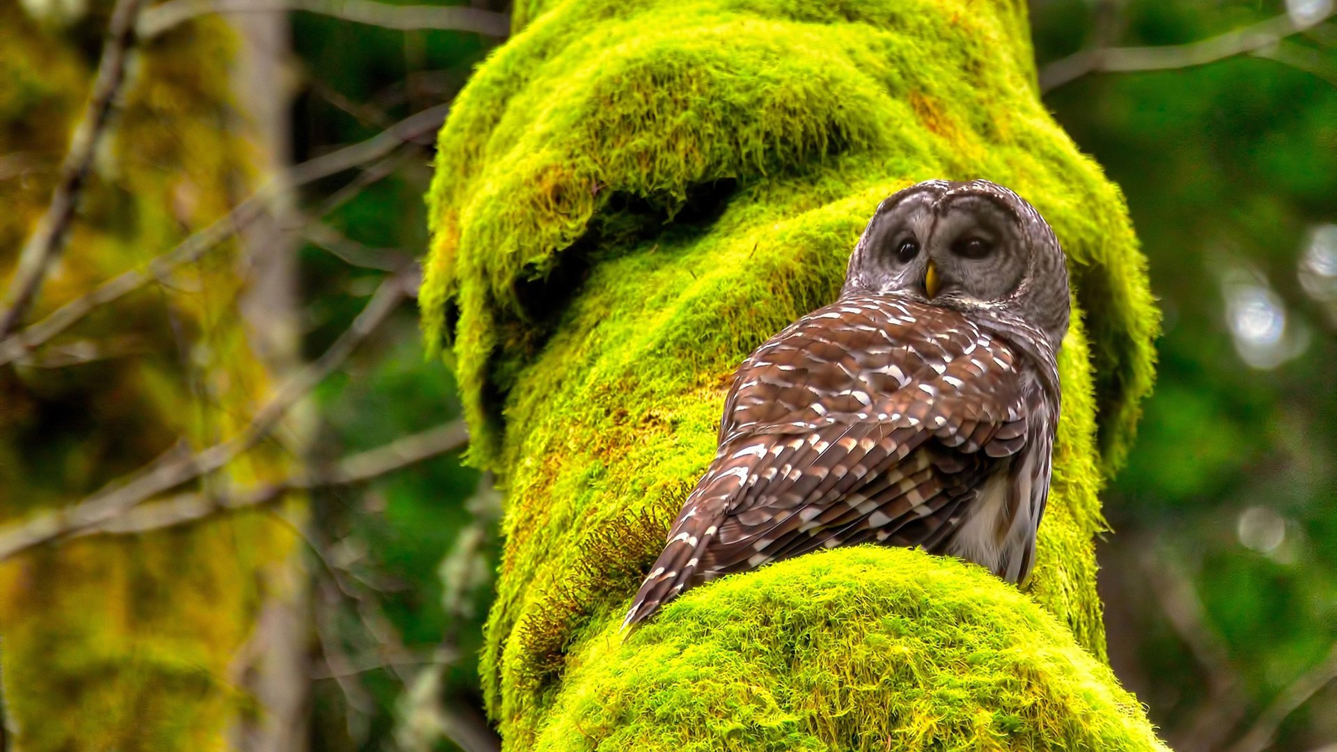 开云体育APP下载-首尔不会忘记，那个韩国男人，用一粒点球让巴黎沉默