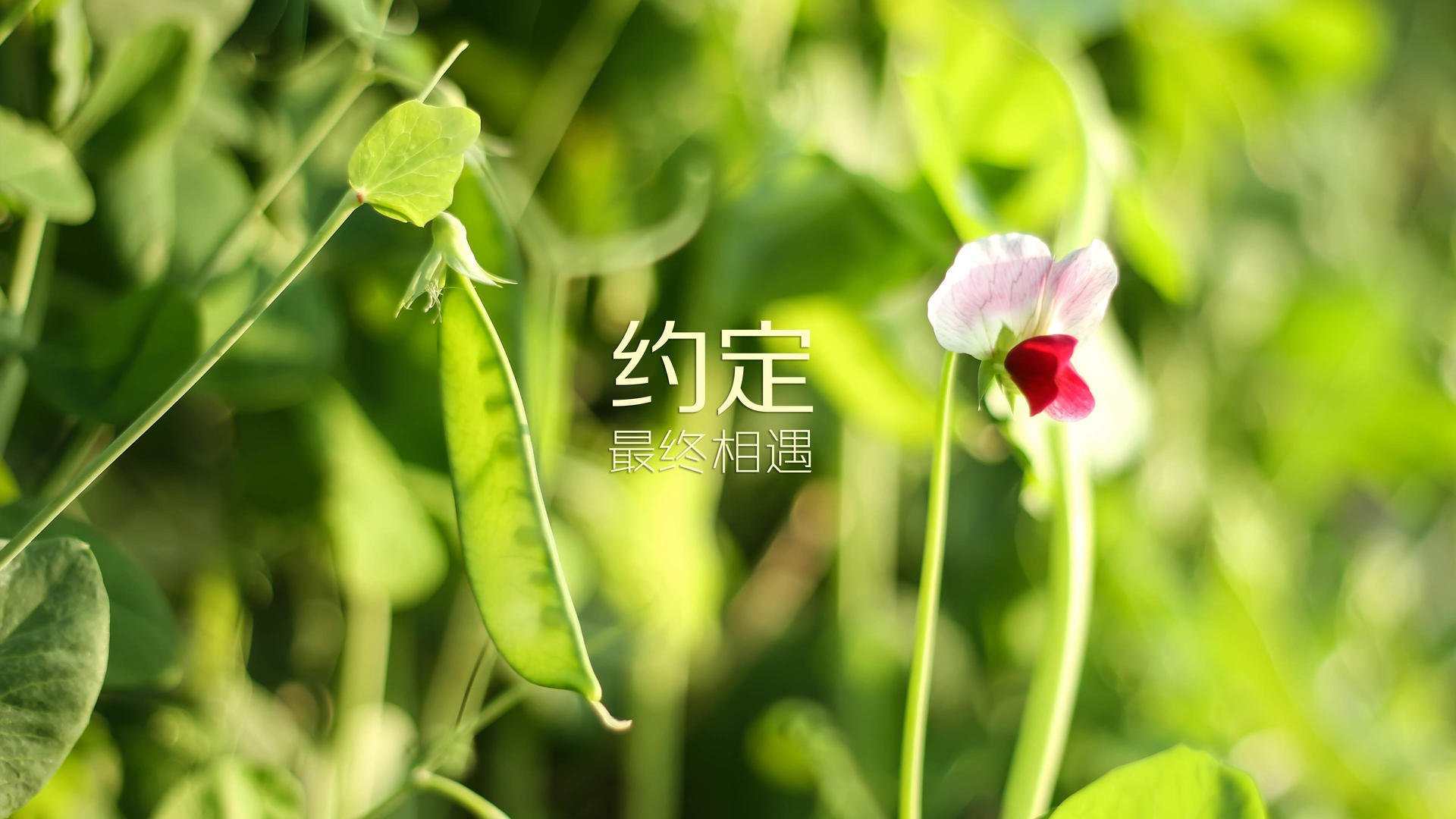 冷冽的匕首,巴雷拉如何在布达佩斯的寒夜中为智利刻下永恒烙印